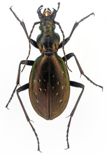 Carabus depressus depressus